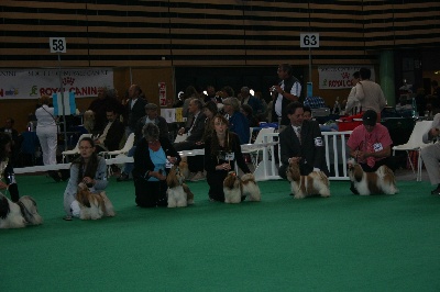 des Roses de Corail - cimbellyne excellent 4e en classe jeune au championnat de france 2008