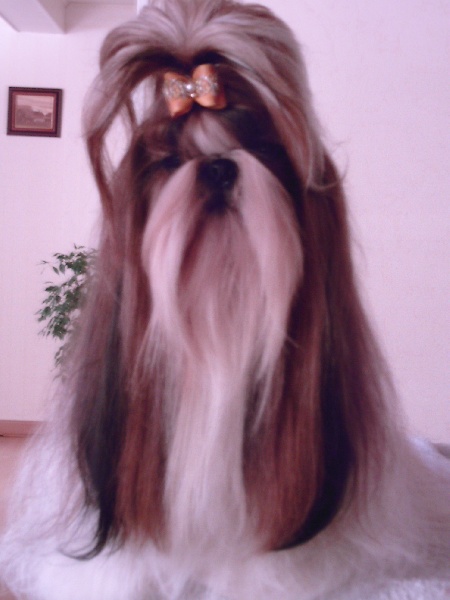 Utamara Du bois de magnicourt