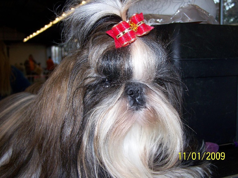 Clooney des Roses de Corail
