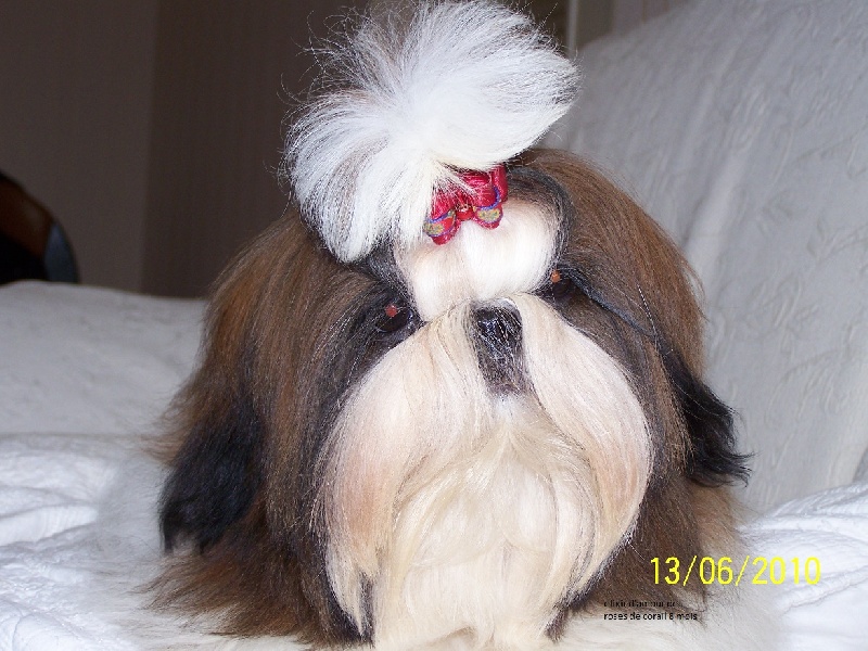 Elixir d'amour des Roses de Corail