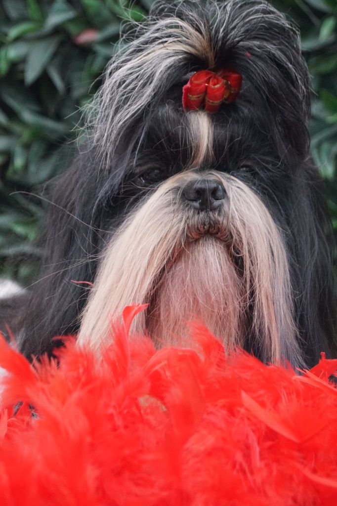 Accueil - Elevage des Roses de Corail - eleveur de chiens Shih Tzu