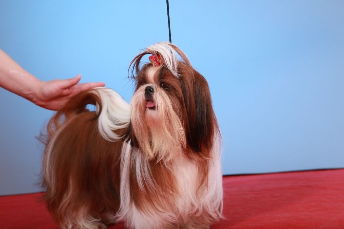 Accueil - Elevage des Roses de Corail - eleveur de chiens Shih Tzu